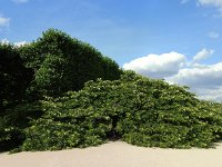 Il n'est plus en fleur, mais le cerisier du Japon est quand même pris en photo ...